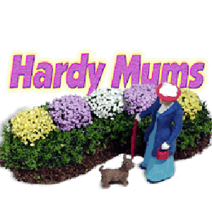 HARDY MUMS FLOWER BED GARDEN
